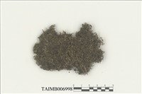 藏品(盔瓣耳葉蘚)的圖片